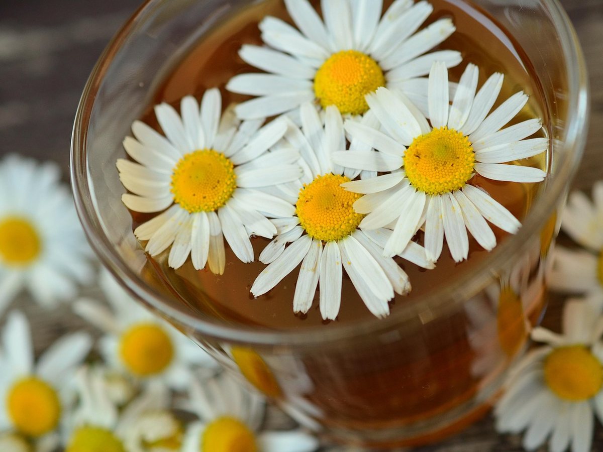 Tasse de tisane à la camomille